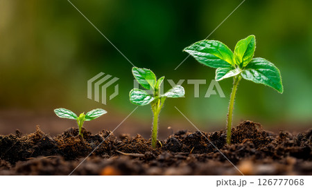 太陽の光の下で芽生える植物、環境再生とサステナビリティの概念 126777068
