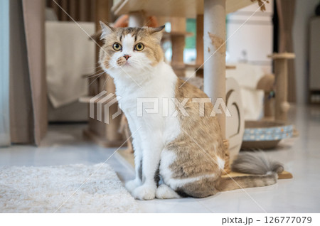 Cute crossbreed Persian cat stay in human house as pet. A mixed breed cat is a cross between cats of two different breeds. Cute crossbreed Persian cat stay in human house as pet. A mixed breed cat is a cross between cats of two different breeds. 126777079