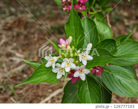 白から赤へと変化する花【ハコネウツギ】 126777103