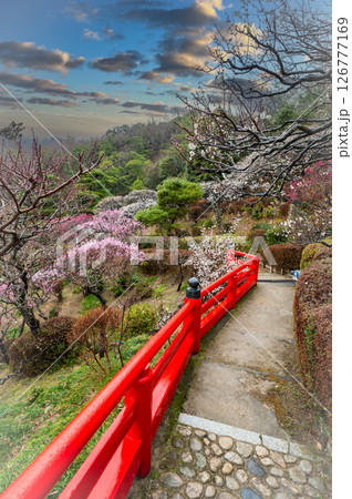 宝塚市、中山寺梅林での梅の花開花、3月11日、日本 126777169