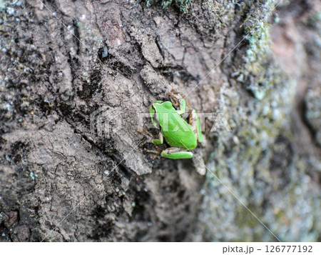 木の幹にいたアマガエル 木の幹にいたアマガエル 126777192