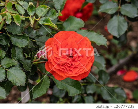 真っ赤なバラ【トランぺッター】 真っ赤なバラ【トランぺッター】 126777238