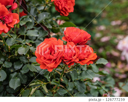 真っ赤なバラ【トランぺッター】 126777239