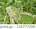 Green Iguana stuck with a fish hook 126777266