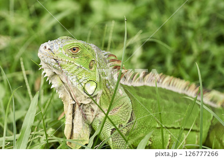 Green Iguana stuck with a fish hook 126777266