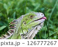 Green Iguana stuck with a fish hook 126777267