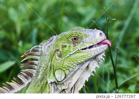 Green Iguana stuck with a fish hook 126777267