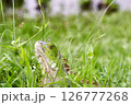 Green Iguana stuck with a fish hook 126777268