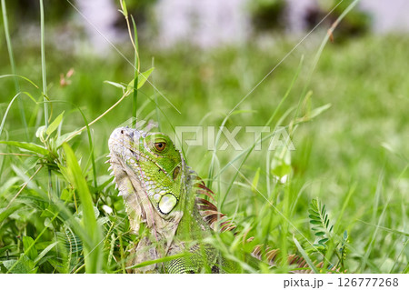 Green Iguana stuck with a fish hook 126777268