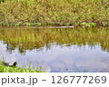 Terrapin at the foreground witnessing the monitor lizard swimming 126777269