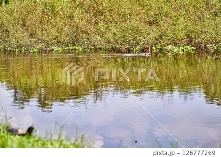 Terrapin at the foreground witnessing the monitor lizard swimming 126777269