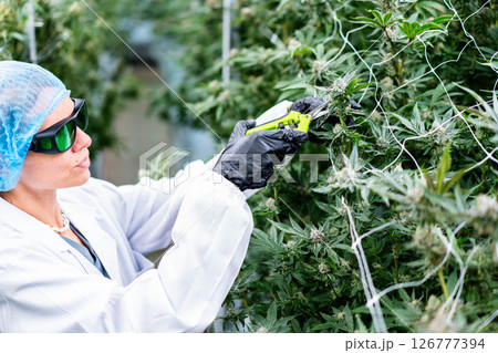 Expert cultivator trims cannabis buds in a vibrant plantation, ensuring quality and health. 126777394