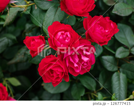 真っ赤な小ぶりのバラ【チェリー ボニカ】 真っ赤な小ぶりのバラ【チェリー ボニカ】 126777415