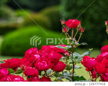 真っ赤な小ぶりのバラ【チェリー ボニカ】 真っ赤な小ぶりのバラ【チェリー ボニカ】 126777418