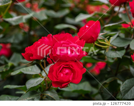 真っ赤な小ぶりのバラ【チェリー ボニカ】 真っ赤な小ぶりのバラ【チェリー ボニカ】 126777420