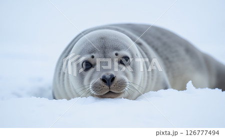 野生の愛らしさ、雪の上でくつろぐアザラシのポートレート 126777494