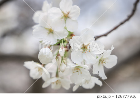 March 27 2025 a Cherry Blossoms Against Nature Background at japan, Japan March 27 2025 a Cherry Blossoms Against Nature Background at japan, Japan 126777916