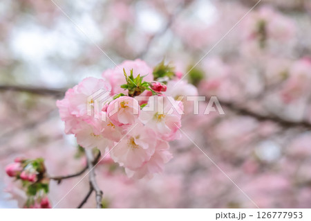 March 27 2025 Delicate Pink Cherry Blossoms With Soft Background Focus, Japan 126777953