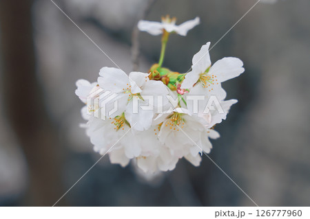 March 27 2025 a Cherry Blossoms Against Nature Background at japan, Japan 126777960