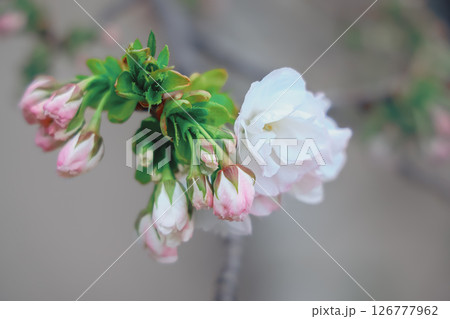March 27 2025 a Cherry Blossoms Against Nature Background at japan, Japan 126777962