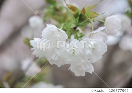 March 27 2025 a Cherry Blossoms Against Nature Background at japan, Japan 126777965