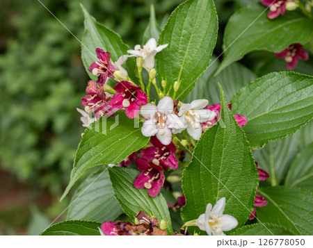 白から赤へと変化する花【ハコネウツギ】 白から赤へと変化する花【ハコネウツギ】 126778050