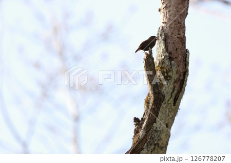 高原で大きな声で鳴く、茶色の小鳥ミソサザイ 126778207