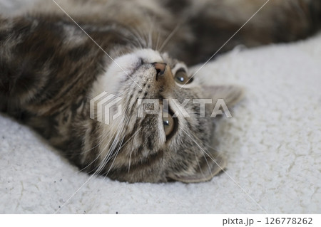 寝転んでいる猫 寝転んでいる猫 126778262