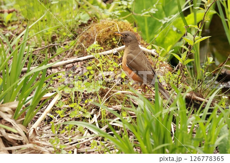 初夏、高原の人懐っこい鳥、アカハラ 初夏、高原の人懐っこい鳥、アカハラ 126778365