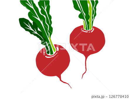 レトロな手書きの野菜イラスト、ラディッシュ 126778410