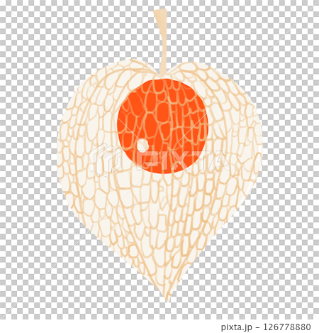 繊細なスケルトンほおずきのイラスト 126778880