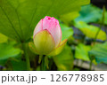 ピンク色の蓮の花のつぼみ（三室戸寺・京都府宇治市） 126778985