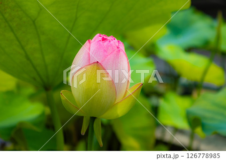 ピンク色の蓮の花のつぼみ（三室戸寺・京都府宇治市） 126778985
