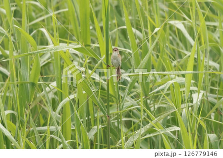 ヨシ原で大きな声で鳴く、オオセッカ 126779146