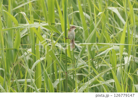 ヨシ原で大きな声で鳴く、オオセッカ ヨシ原で大きな声で鳴く、オオセッカ 126779147