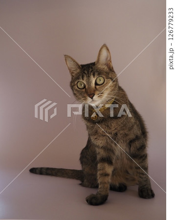 モデルになった麦わら猫 126779233