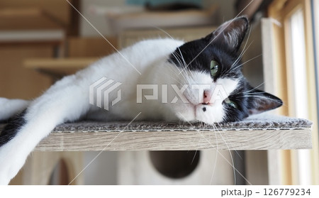 まどろんでいる白黒ハチワレ猫 まどろんでいる白黒ハチワレ猫 126779234