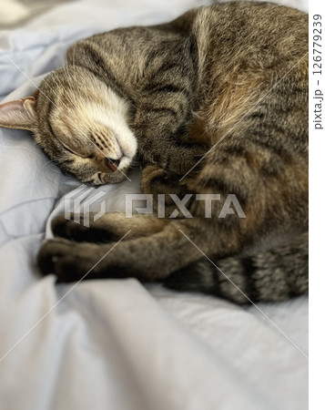 熟睡中の麦わら猫 126779239