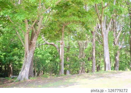 木漏れ日が差し込む森林公園 木漏れ日が差し込む森林公園 126779272