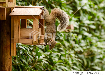 お寺に住む台湾リス 126779319