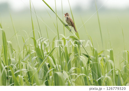 ヨシ原でヨシにとまって大きな声で鳴く、オオヨシキリ 126779320