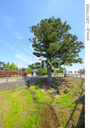 天陪の一本杉 天然記念物 秋田県 天陪の一本杉 天然記念物 秋田県 126779368