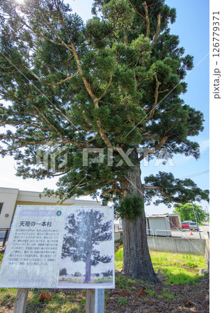 天陪の一本杉 天然記念物 秋田県 天陪の一本杉 天然記念物 秋田県 126779371