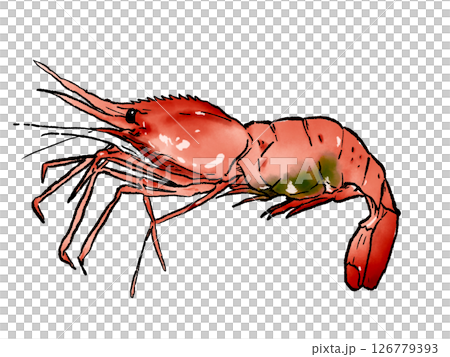 Digital illustration of shrimp, Digital illustration of cut shrimp, Cutout 126779393