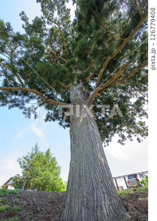 天陪の一本杉　天然記念物　秋田県 126779408