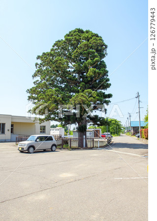 天陪の一本杉 天然記念物 秋田県 天陪の一本杉 天然記念物 秋田県 126779443
