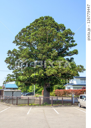 天陪の一本杉 天然記念物 秋田県 天陪の一本杉 天然記念物 秋田県 126779447