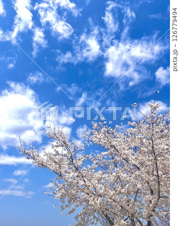 満開の桜と青い空と雲 126779494