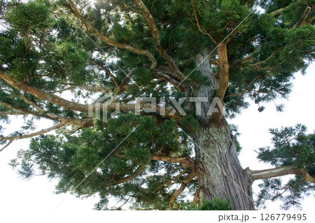 天陪の一本杉　天然記念物　秋田県 126779495