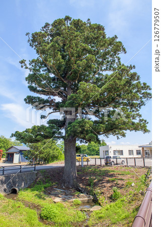 天陪の一本杉　天然記念物　秋田県 126779507